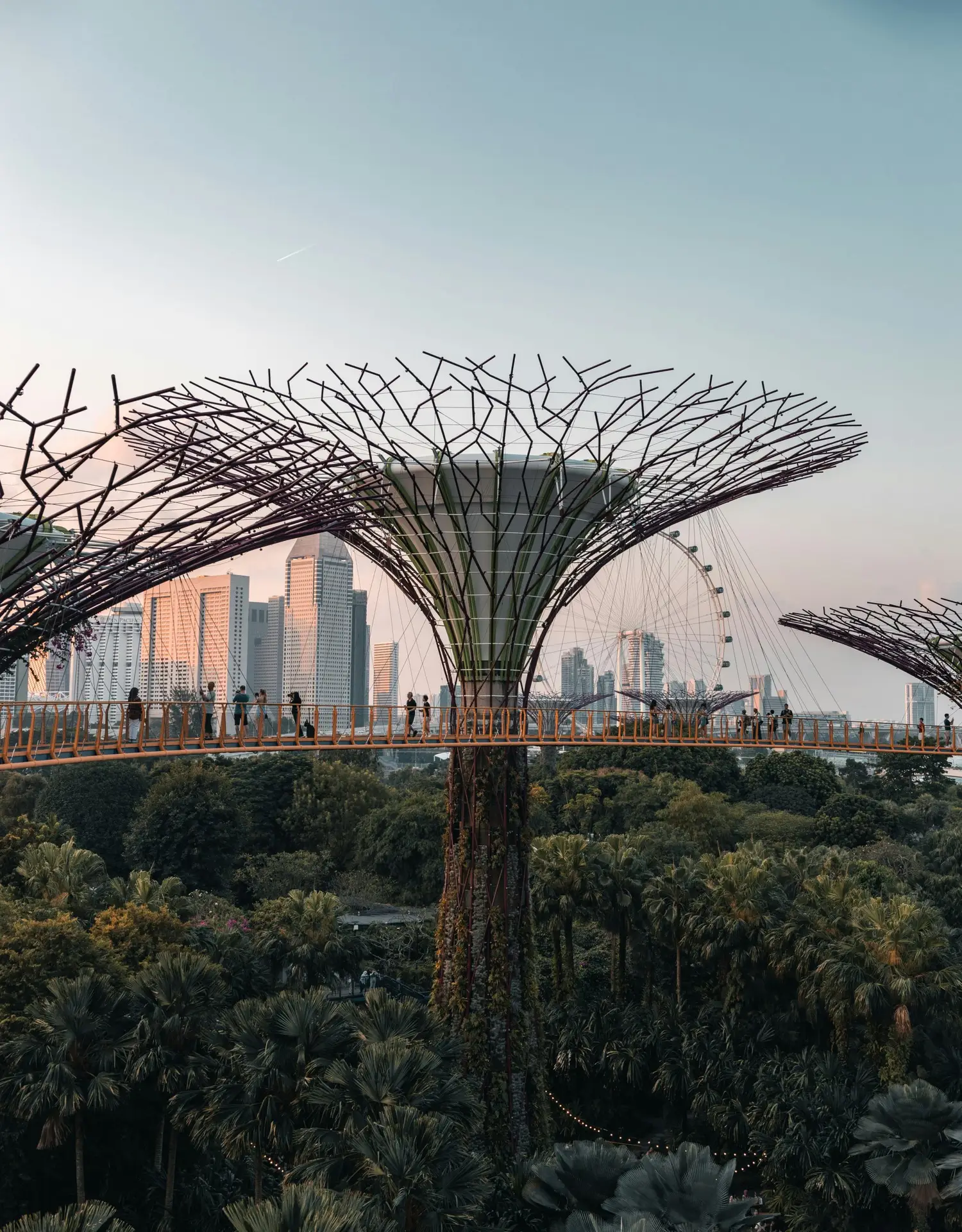 Supertree Grove skyway at Gardens by the Bay in Singapore with the city skyline behind