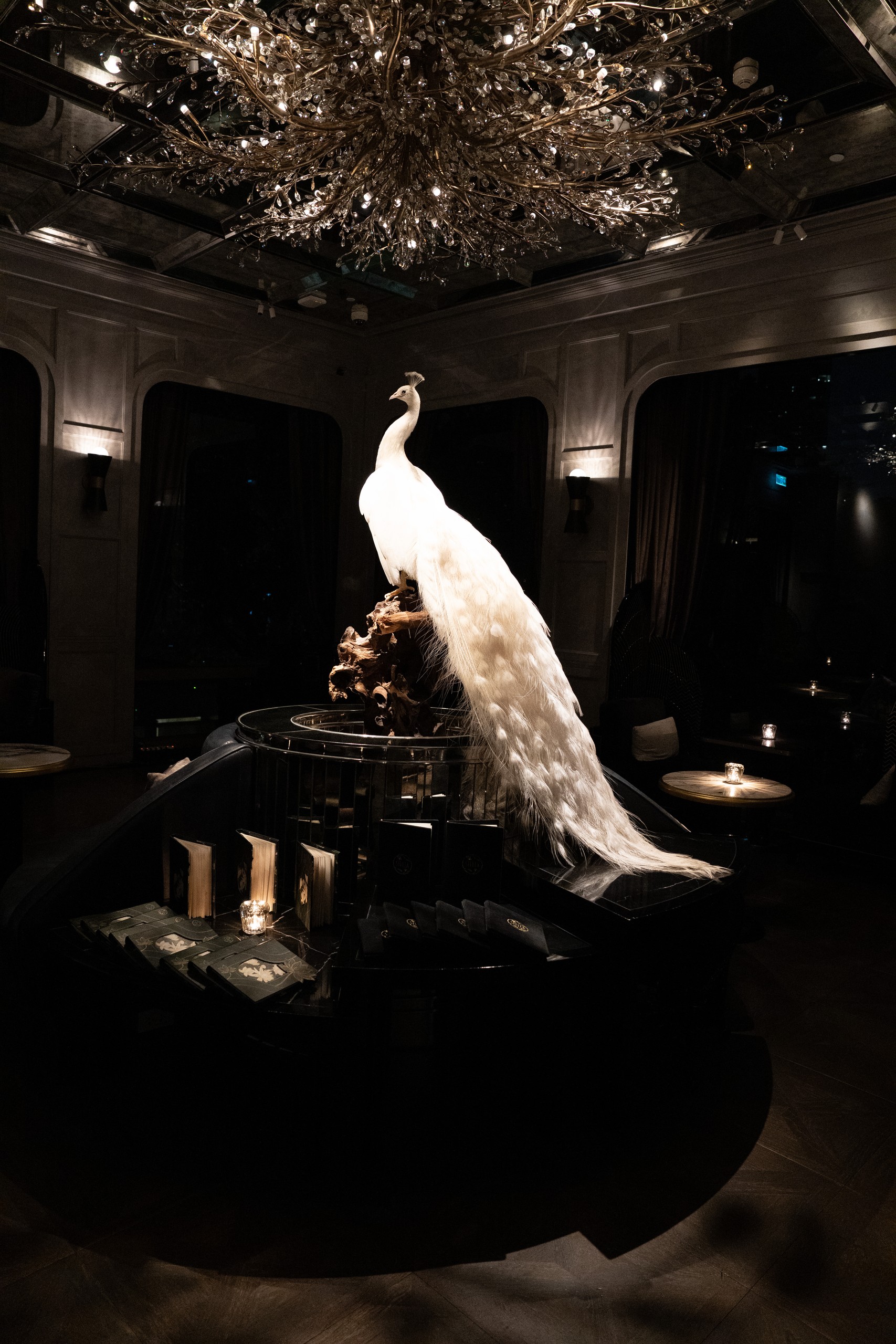 White peacock under the chandelier at Stella bar, Capella Bangkok